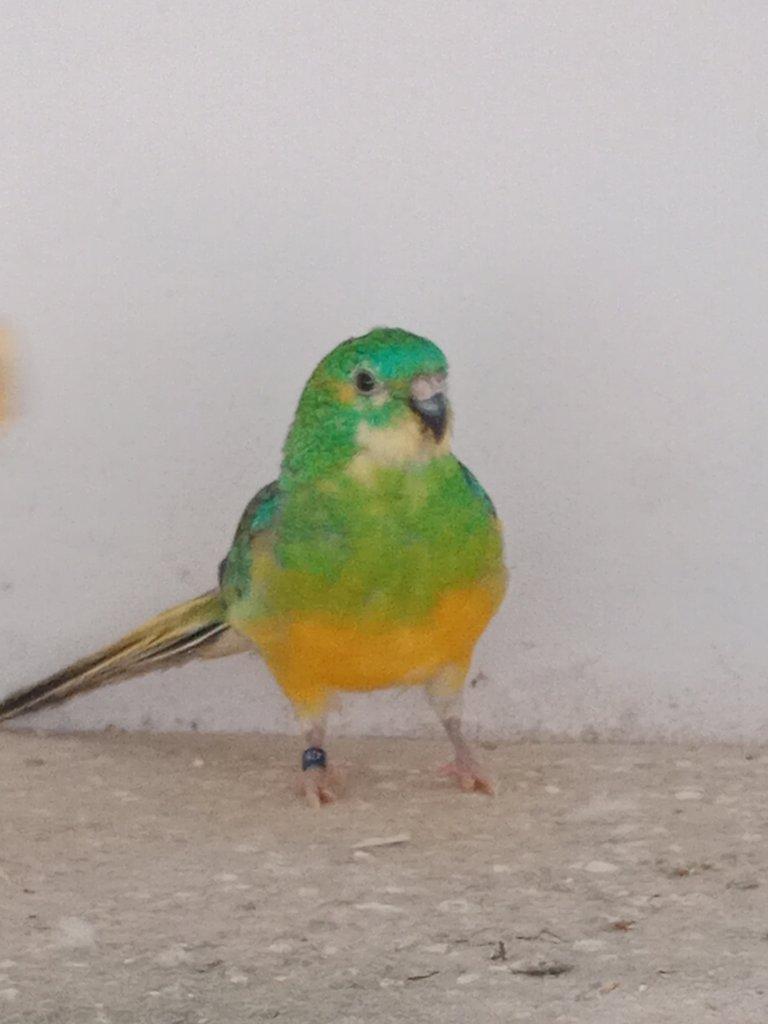 Prodám  papoušek zpěvavý