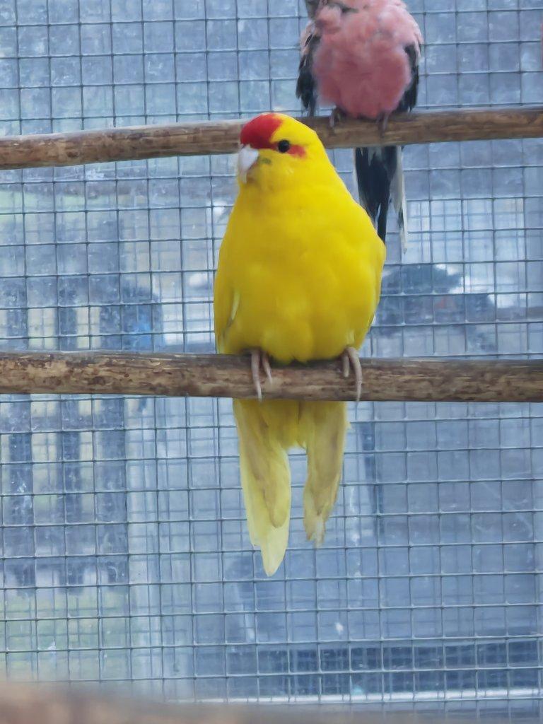 Kakariki rudočelý pár