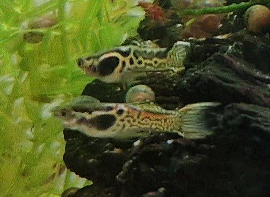 Endlerky Yellow Tiger a Red Scarlet