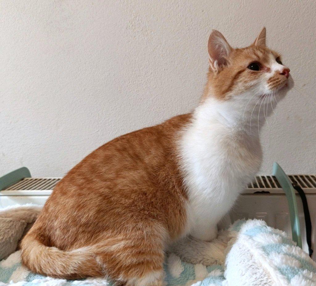 Kocourek Pickwick hledá nový domov