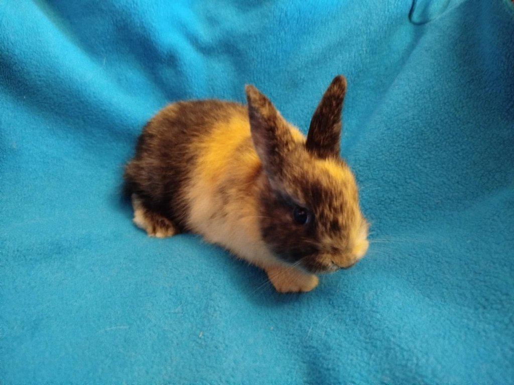 Nabízím zakrslého králíčka- hladkého stáří 2 měsíců