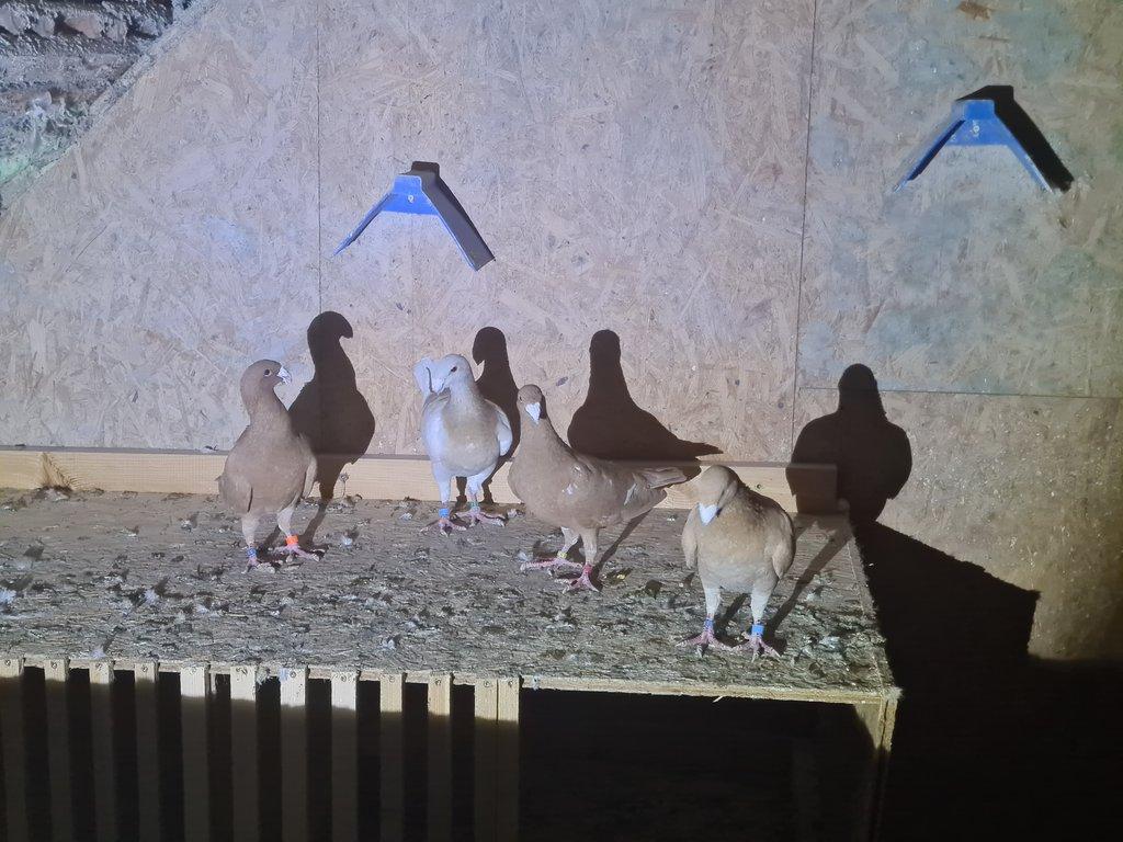 Prodám německé výstavní žluté