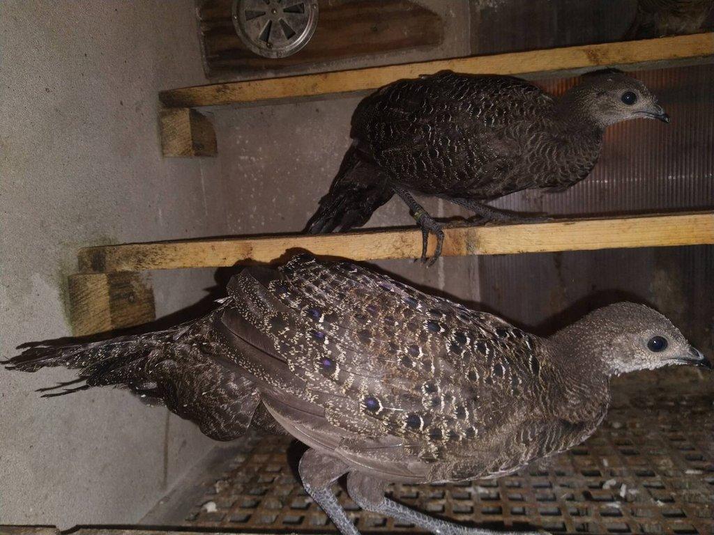 Bažant paví šedý 1,0 kroužek 25