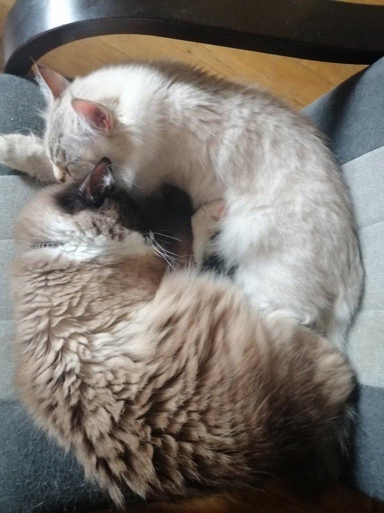 Kocourek Ragdoll