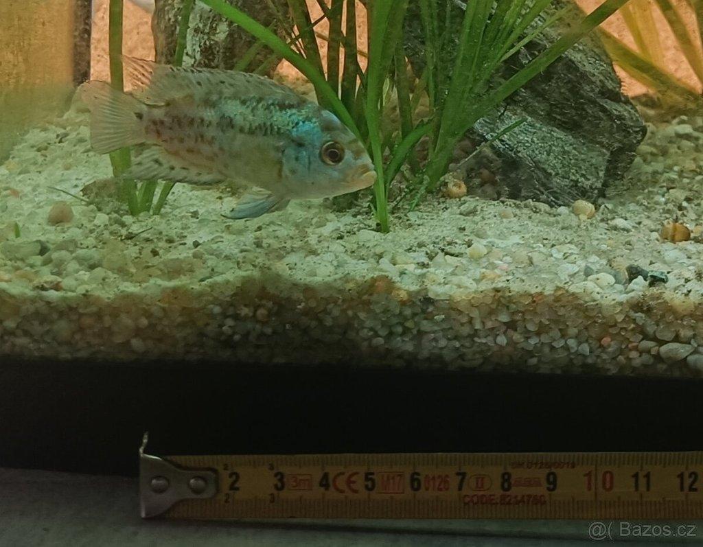Daruji dvě samičky Jack Dempsey