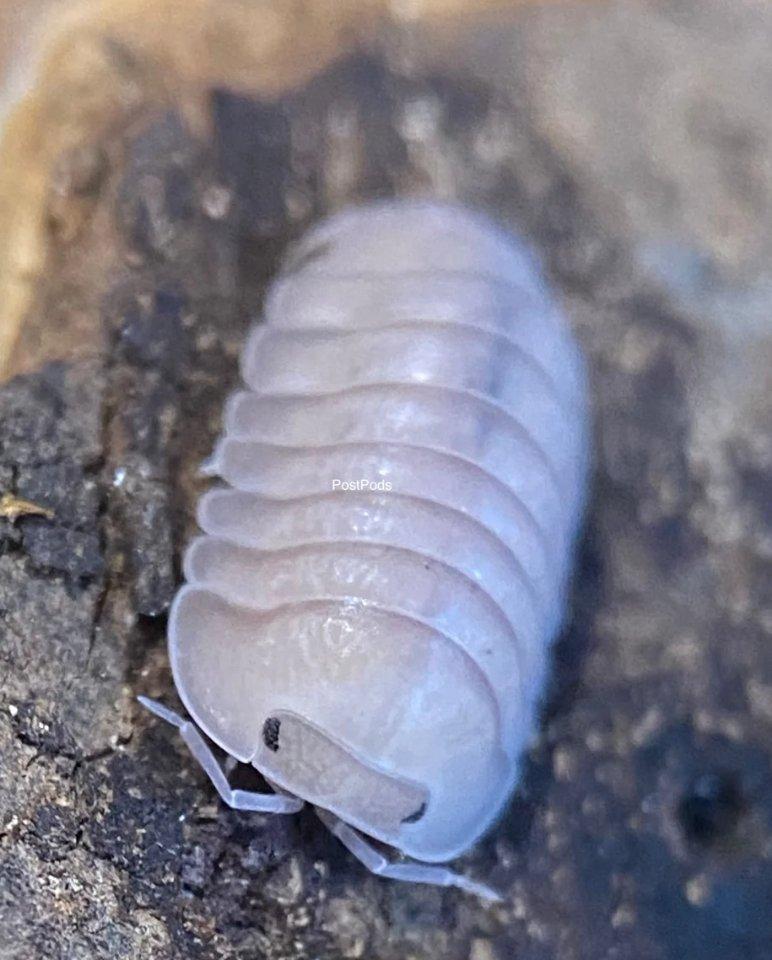 Celý box - Cubaris sp. "Thai Angel Blue"