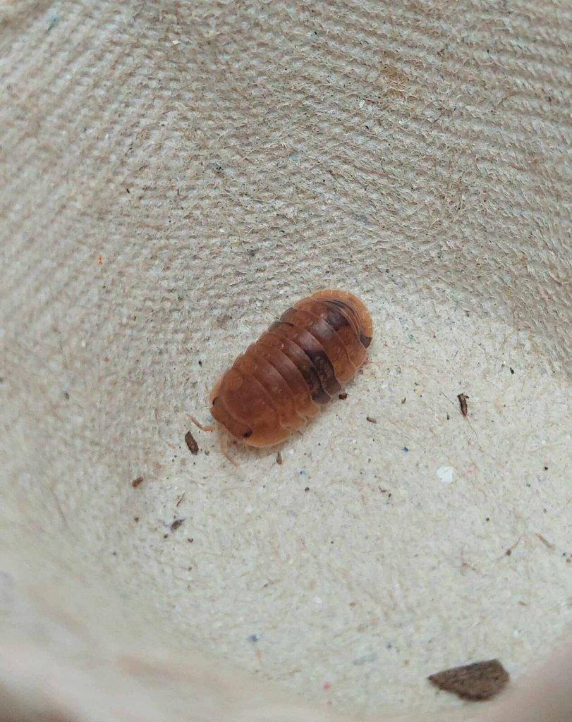 ISOPODA - Hobby druhy - aktualizovaný seznam