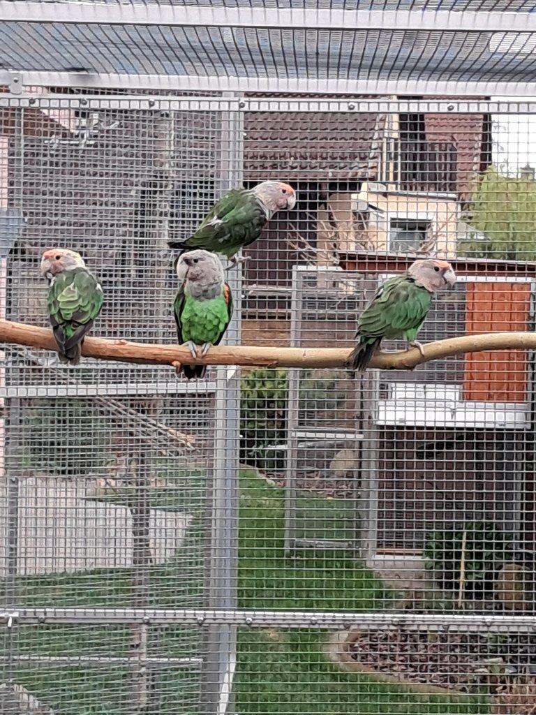 Prodám Papoušek šedohlavý-kapský