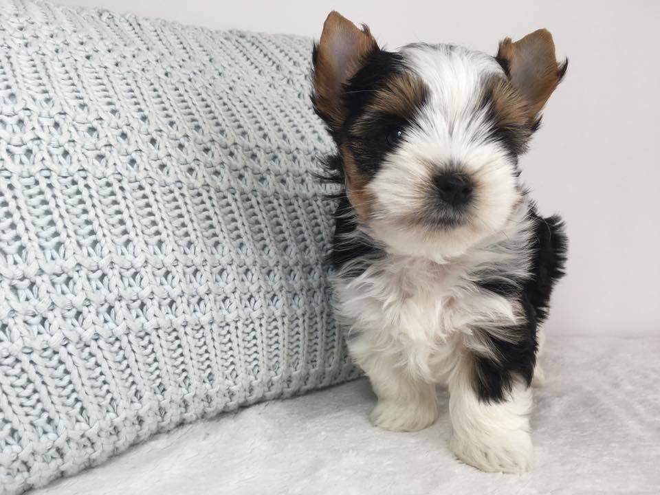 Jorkšír - prodáme štěňátka bez pp