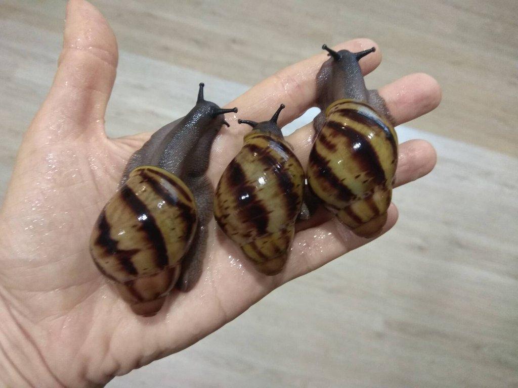 Archachatina Marginata Suturalis dark body mláďata