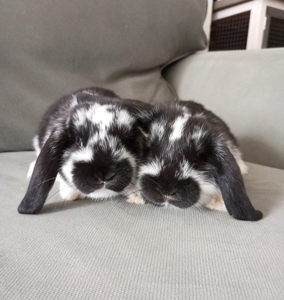 Zakrslý beránek králíček