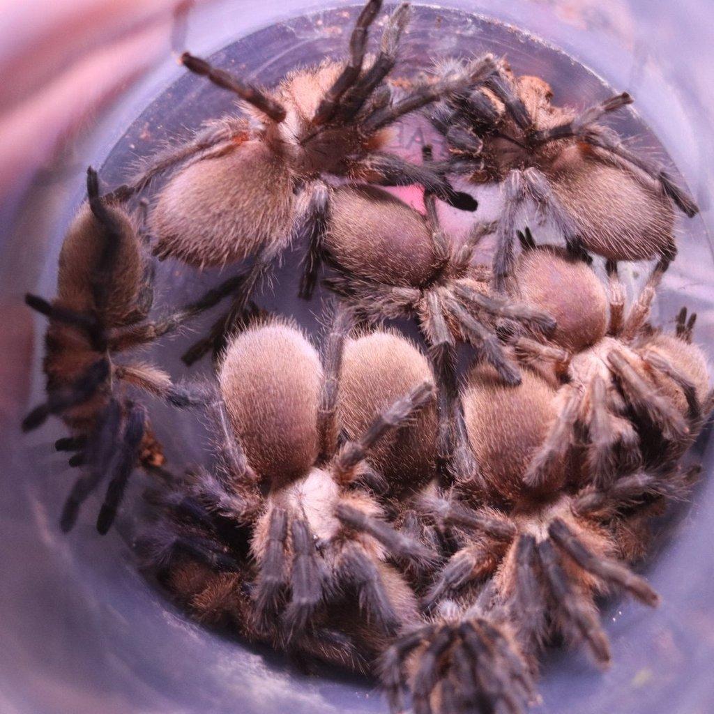 Monocentropus Balfouri