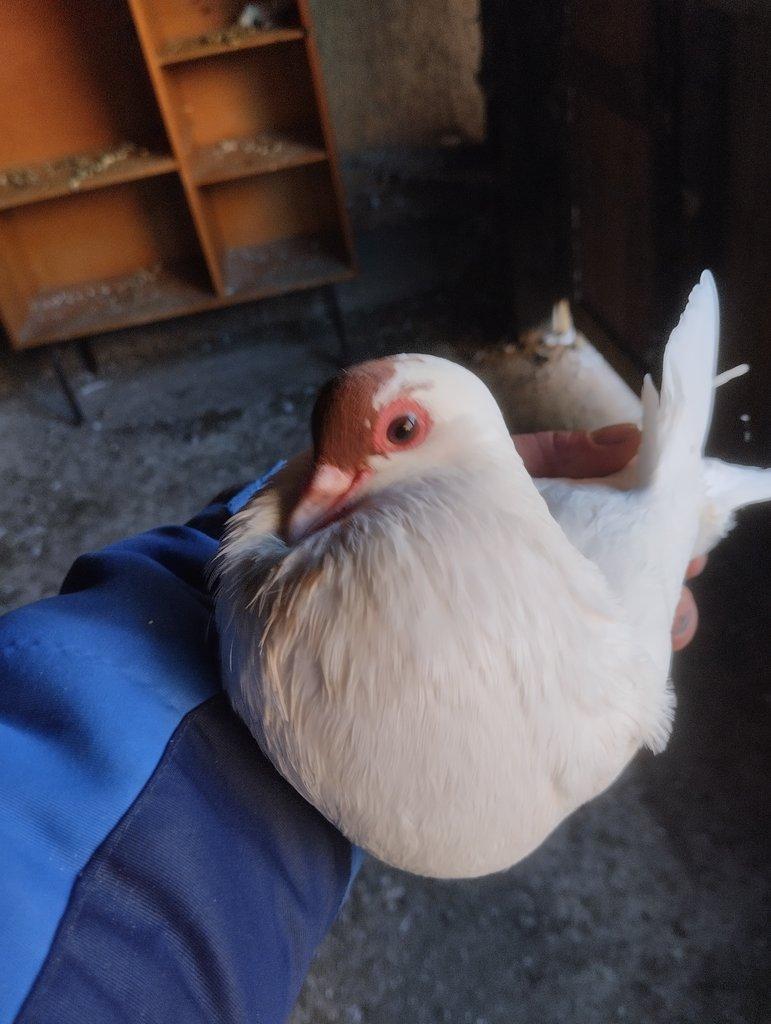 Prodám České stávaky