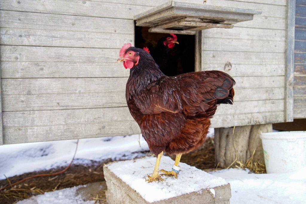 Rodajlendka 🥚🐣 (násadová vejce i kuřátka)