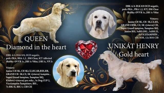Zlatý retriever šteniatka s PP