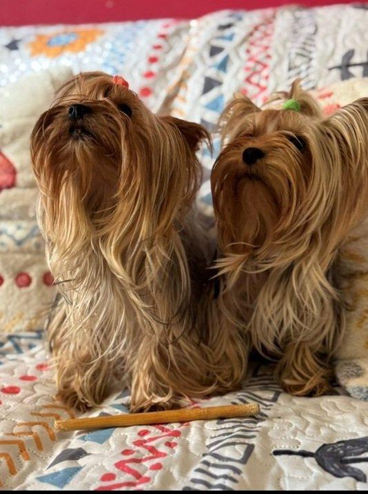 Štěňata yorkšírských teriérů s PP