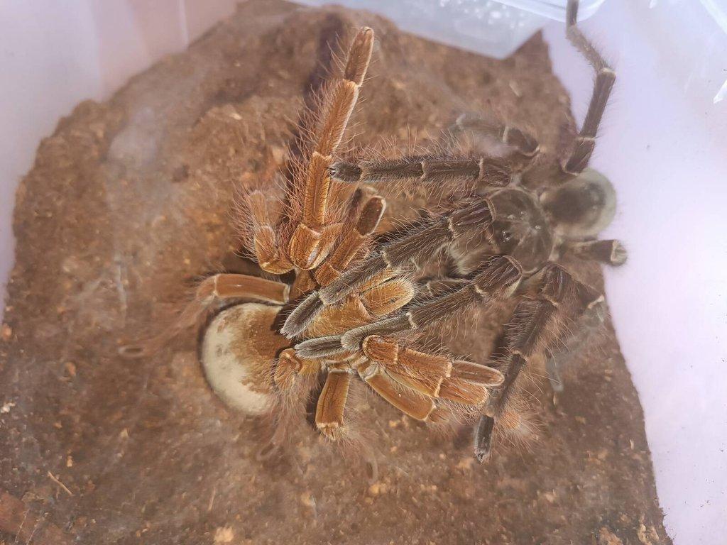 FT Ostrava 26.4. nebo osobní odběr Třinec