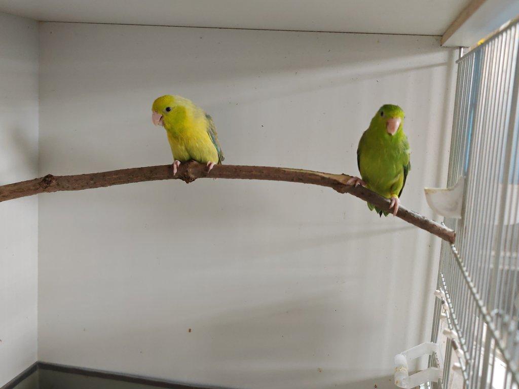 Papoušíček šedokřídlý