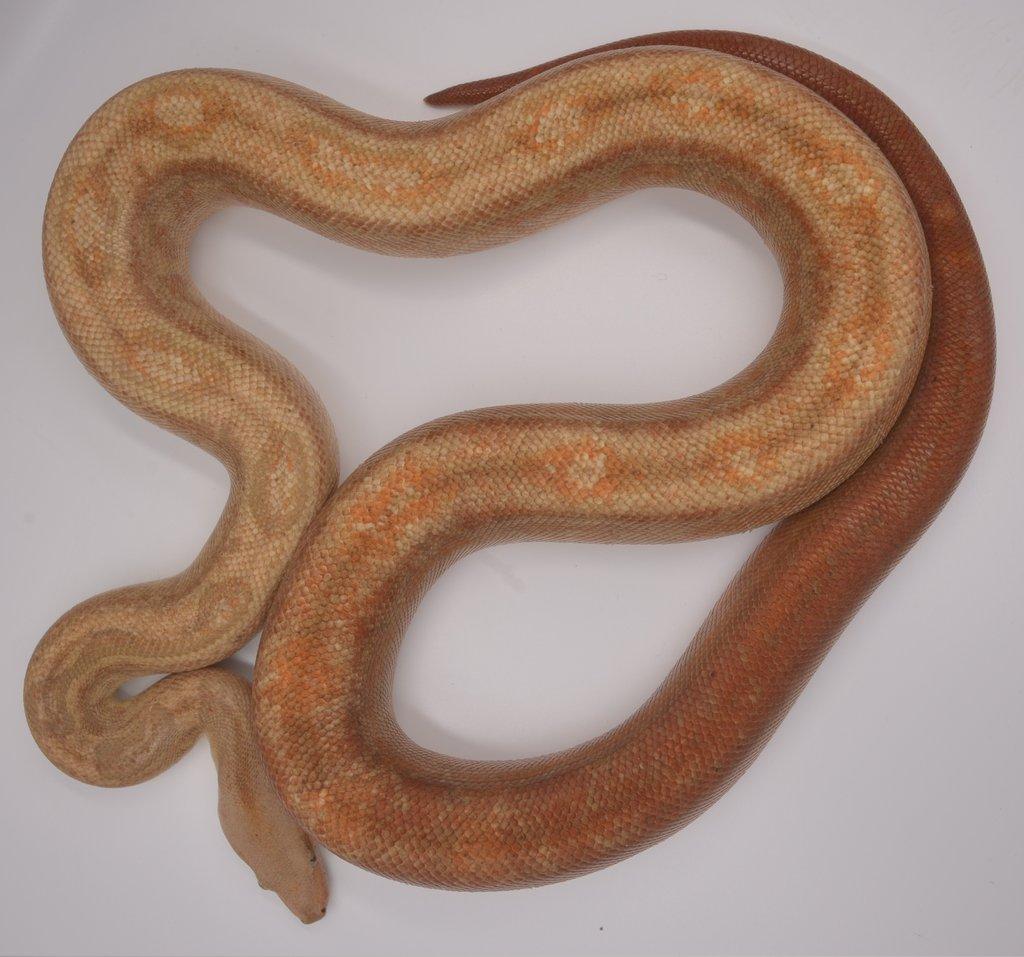 Hroznýš Královský (Boa imperator) Sunglow CA Motley T+ NBL