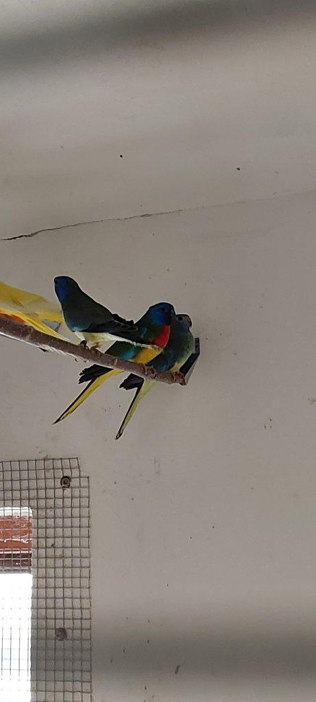 Neoféma modrohlavá