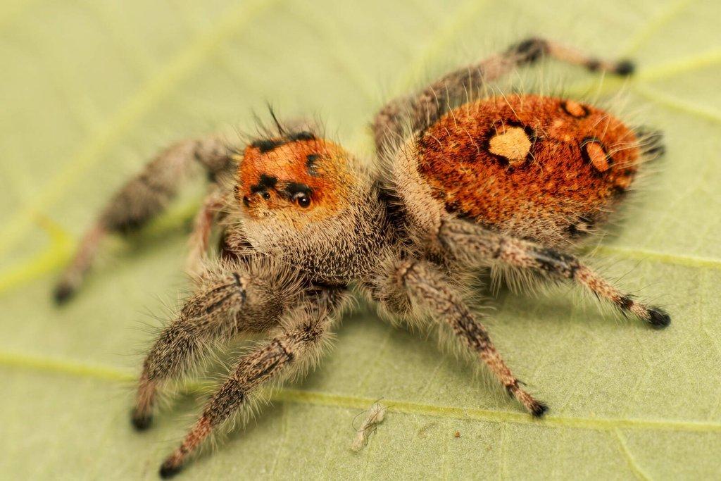 Phidippus regius Everglades subadult/adult páry