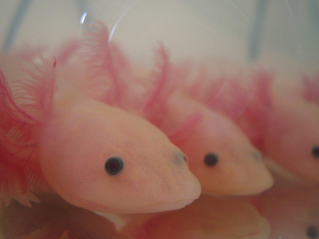 Axolotl mexický,akvarijní dráček