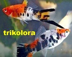 Prodám živorodky
