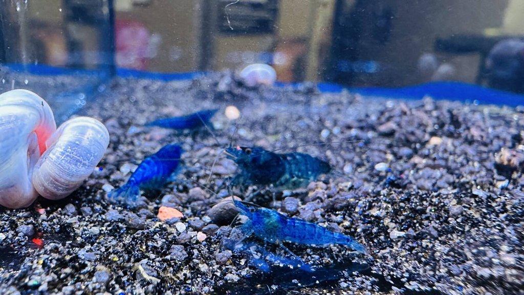 TOP PREMIUM AKVA KREVETKY Caridina a Neocaridina - Odchovy