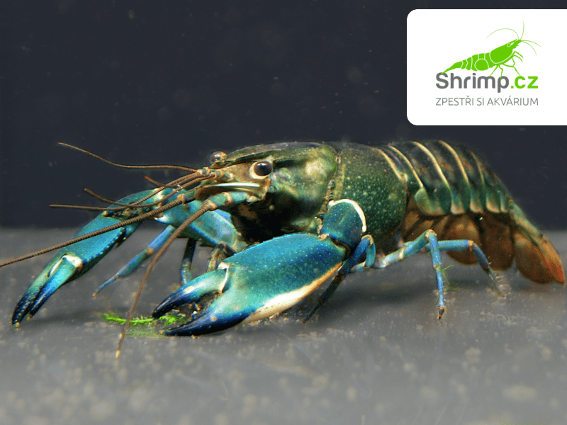 Rak Cherax sp. Blue Moon