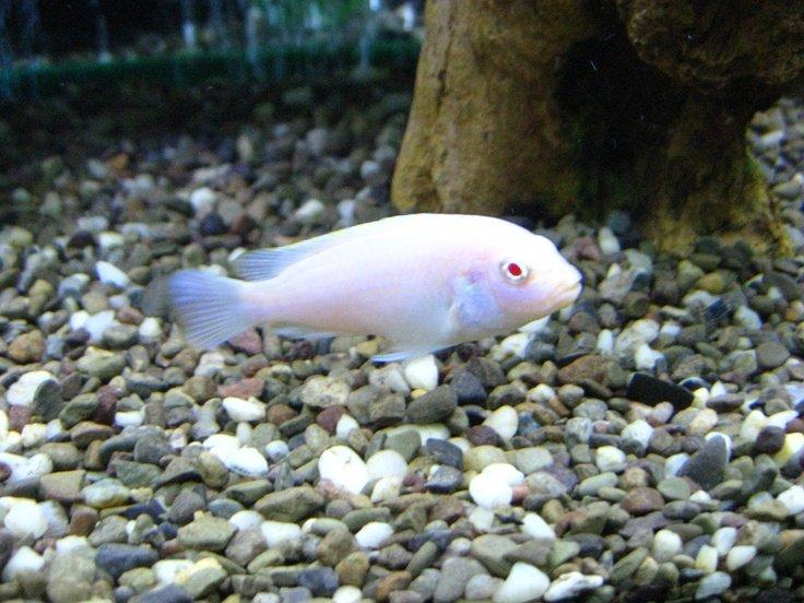 Koupim