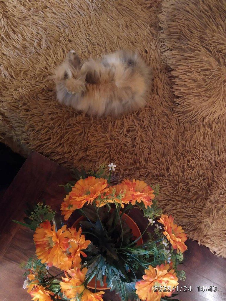 Teddy králíčci zakrslí dlouhosrstí, mláďata