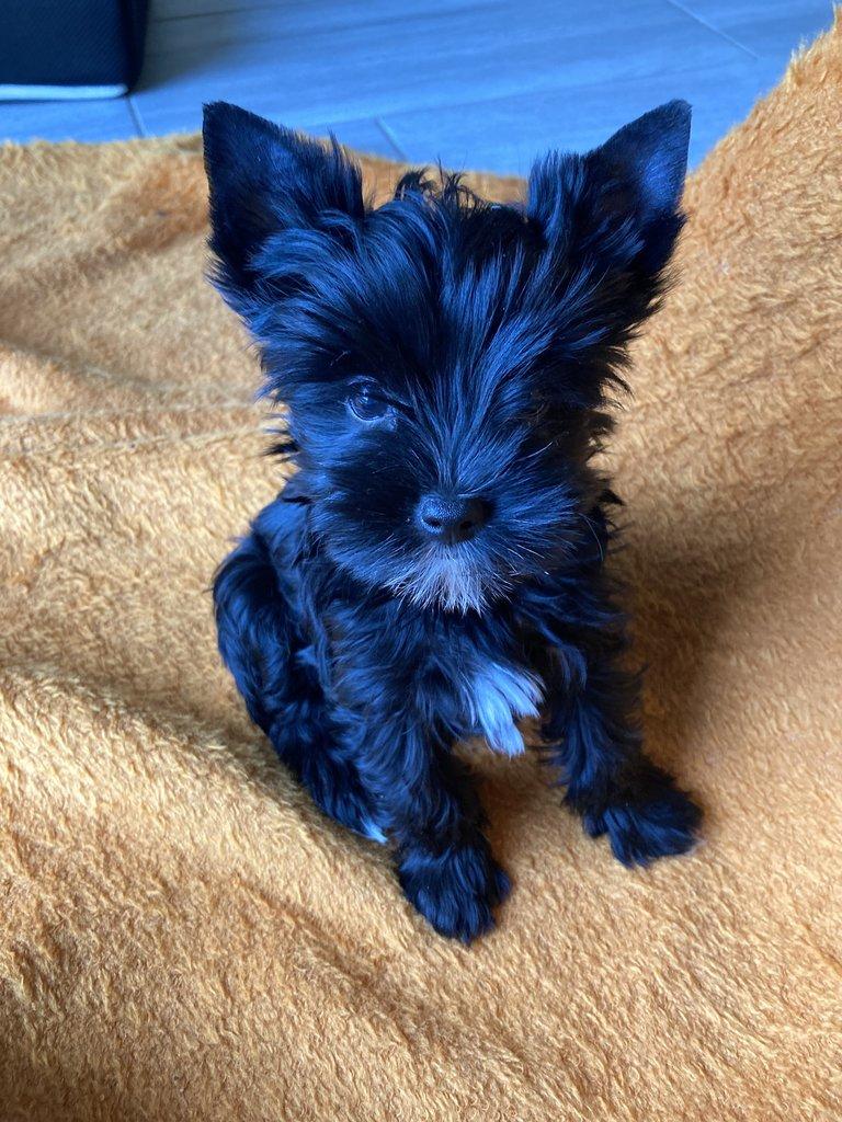 Jorkšírek  -  černé fenky s PP k odběru ihned