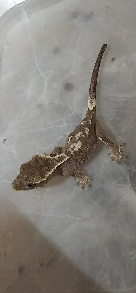 Axanthic ciliatus , vymena za sklipkany mozna