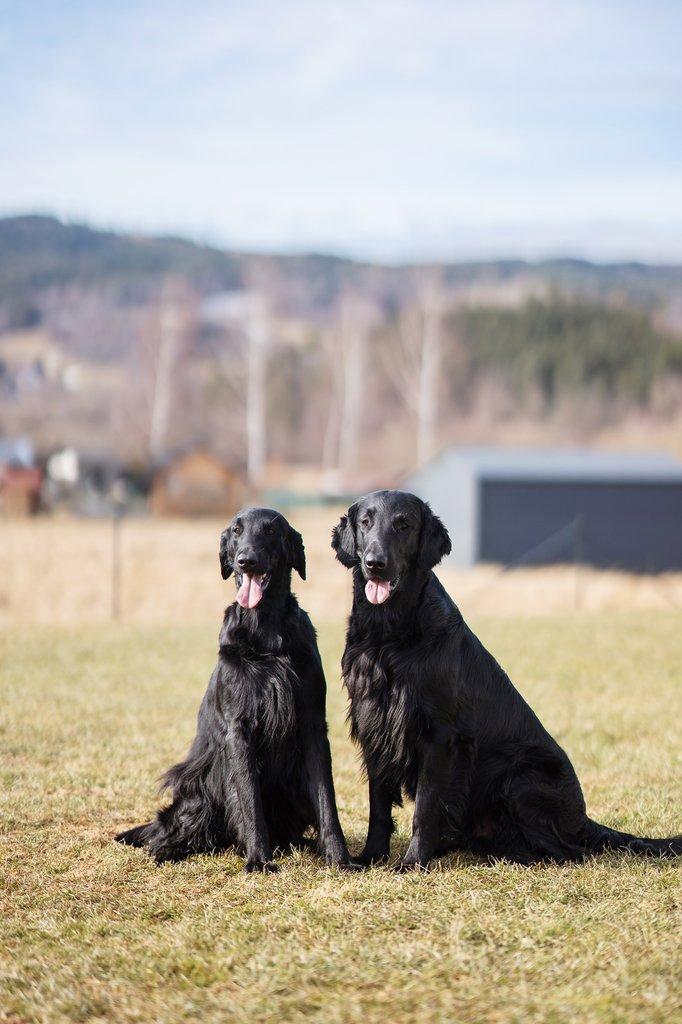 Flat coated retriever - štěňátka s PP
