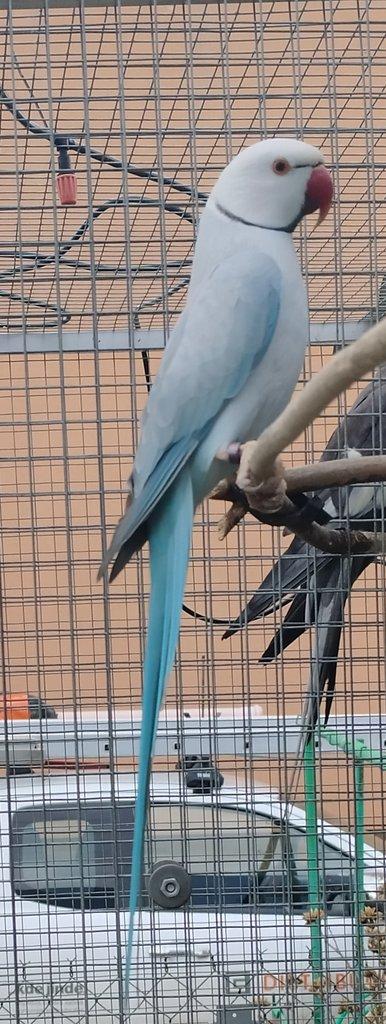 BUTTERCUP 2 letý samec