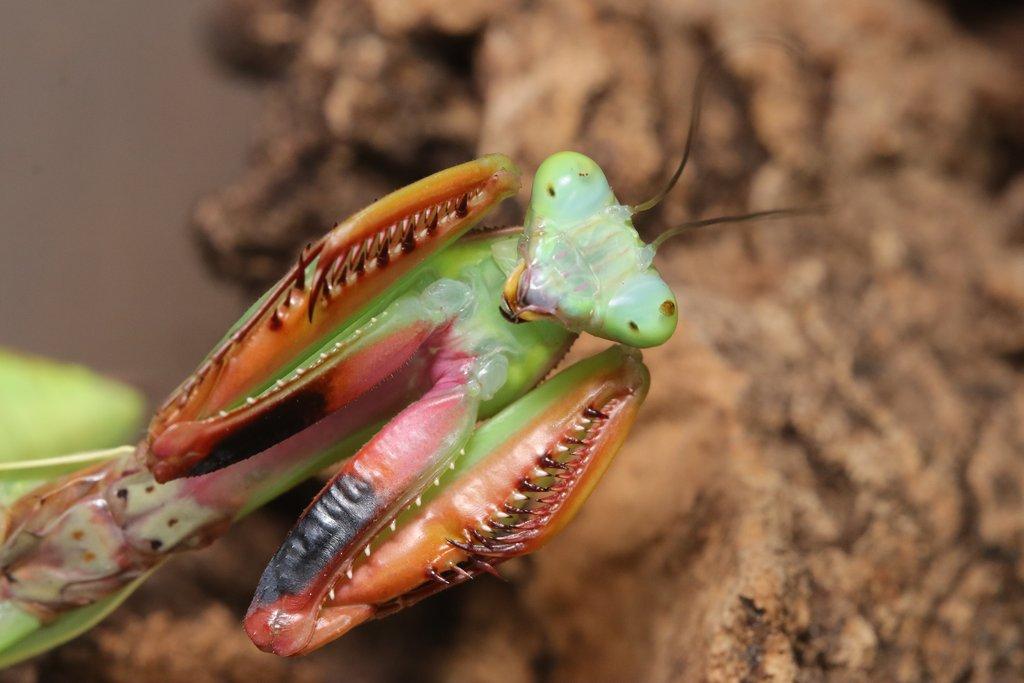 Prodám subadultni pár kudlanek Hierodula majuscula