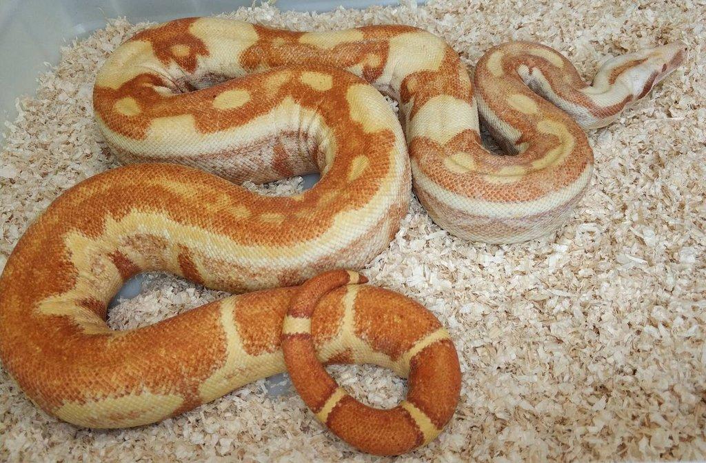 Boa imperator - Paraglow Motley Jungle, Sunglow Motley
