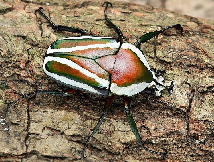 Dicronorhina derbyana layardi L3