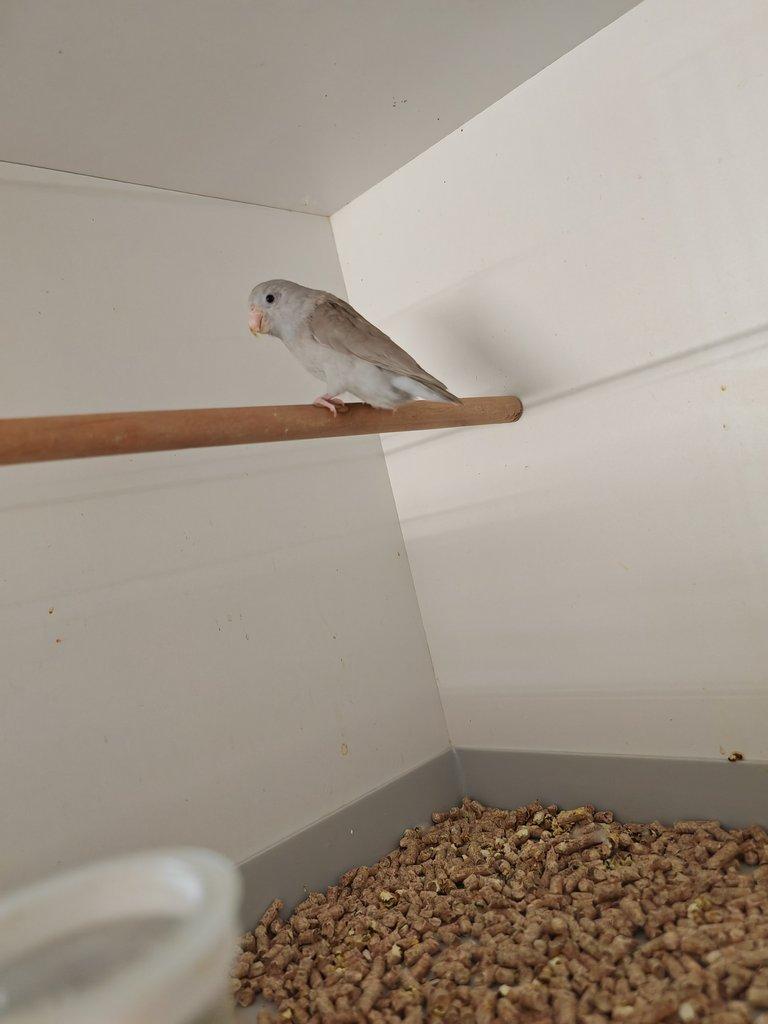 Papoušíček Šedokřídlý