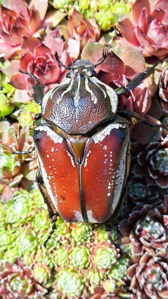 Samice goliathus goliatus