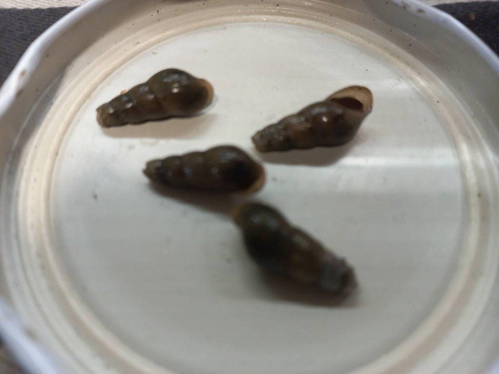 Akvarijní ryby,šneci,kořeny,břidlicové úkryty,použité akvária,akvarijní písky