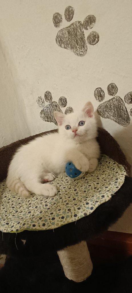 Britská koťata bez PP