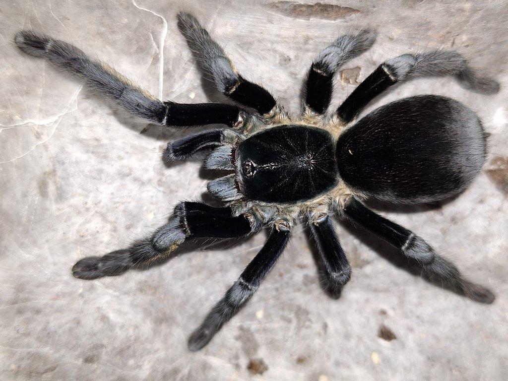 Ornithoctoninae sp Ranong Blue 1sv