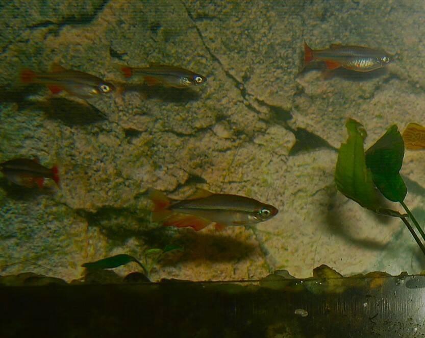 kardinálka vietnamská - Tanichthys micagemmae