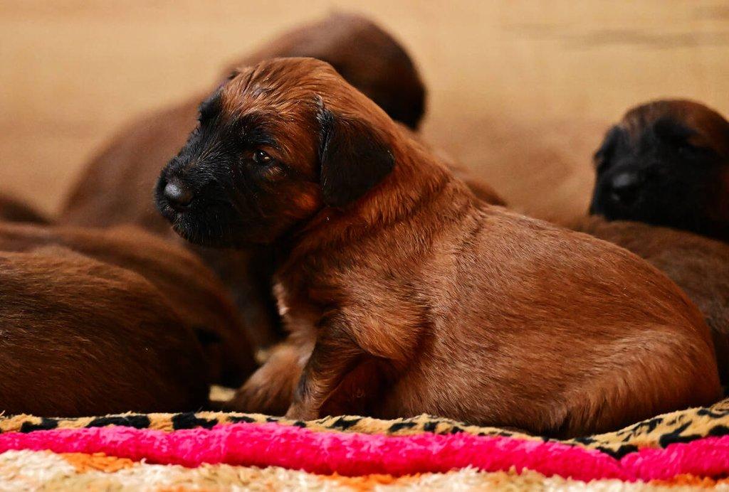 Briard - plavá štěňata