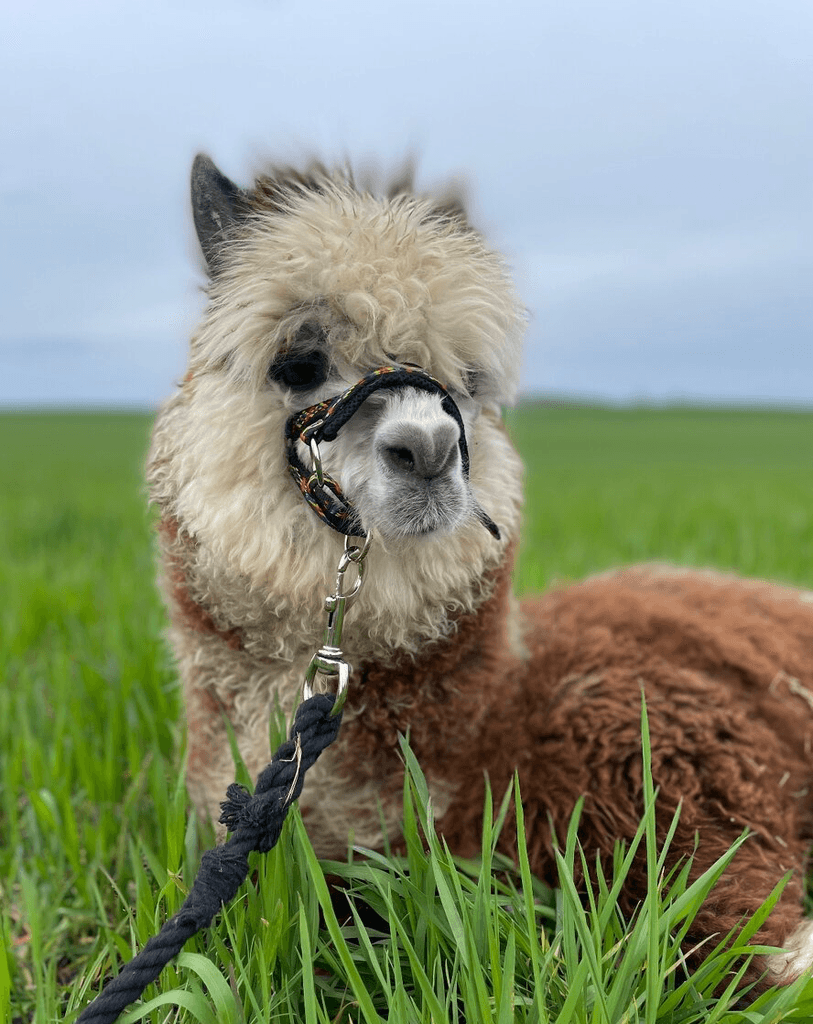 Lama alpaka - mláďata