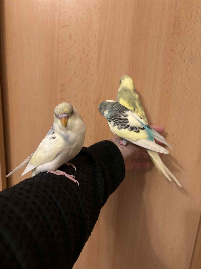 Prodám mladé andulky po vylétnutí z budky