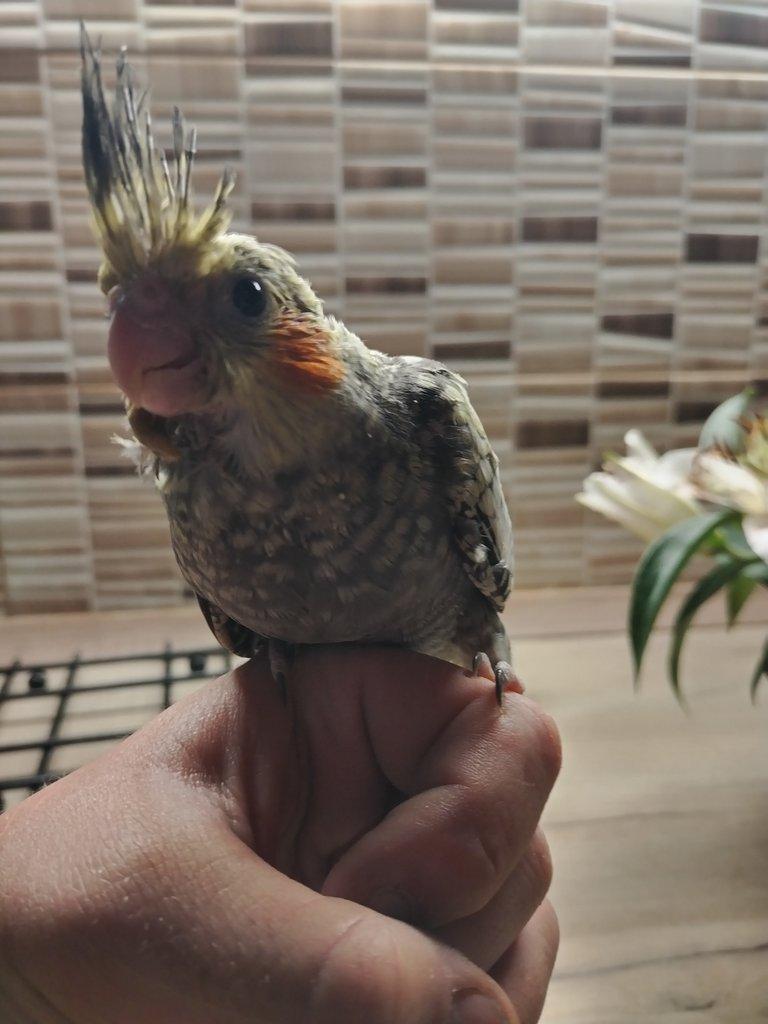 Přijímáme objednávky na dokrmené domácí mazlíčky viz foto