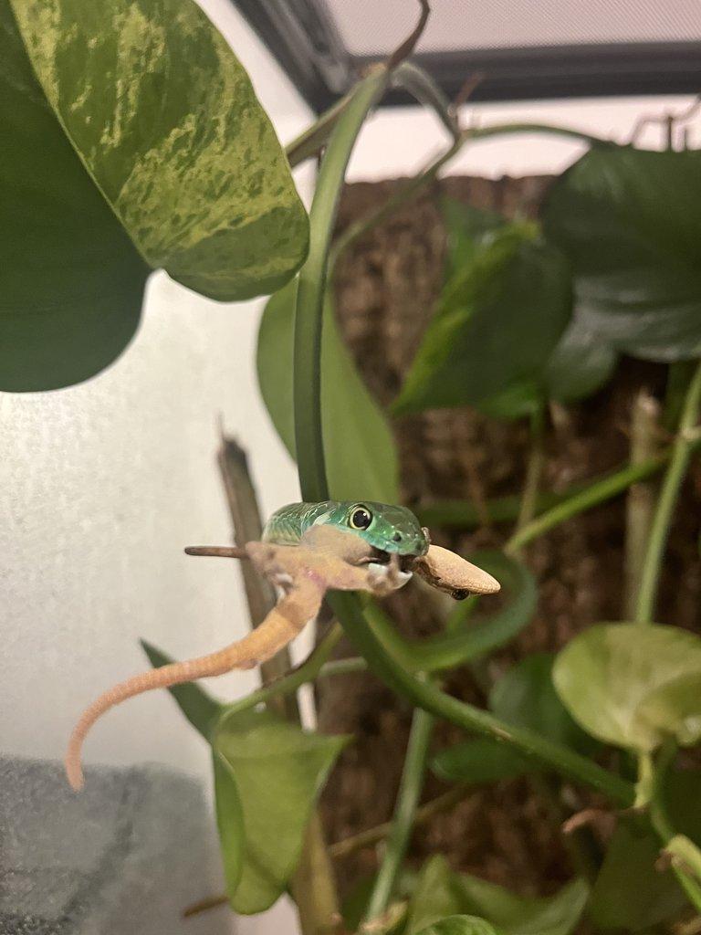 pareas carinatus / philothamnus irregularis