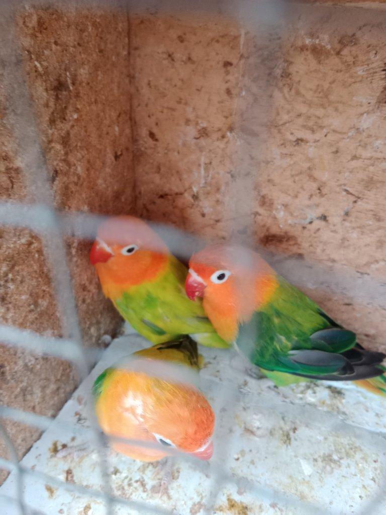 Prodám Fischer opalin